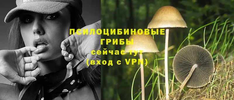 Псилоцибиновые грибы MAGIC MUSHROOMS  купить  сайты  Астрахань 